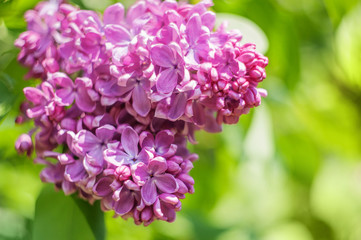 closeup lilac flower. picture with soft focus and space for text. natural sring summer background.