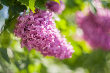 closeup lilac flower. picture with soft focus and space for text. natural sring summer background.
