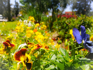 Jard&iacute;n milagro