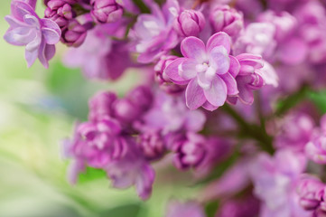 closeup lilac flower. picture with soft focus and space for text. natural sring summer background.