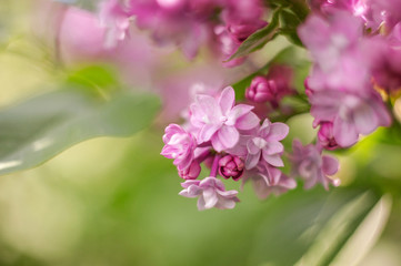 closeup lilac flower. picture with soft focus and space for text. natural sring summer background.