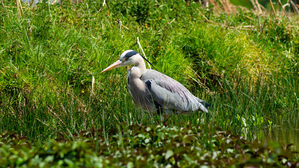 Large Grey Heron, Ardeidae, Single Bird Close Up, eye line low angle water level view, searching for food, fishing, on riverbank