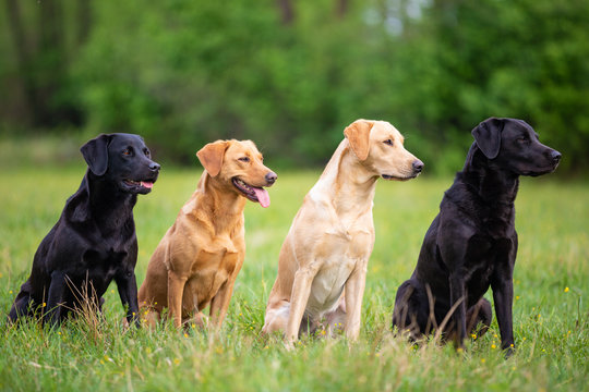 Working Labrador Images Browse 216 401 Stock Photos Vectors