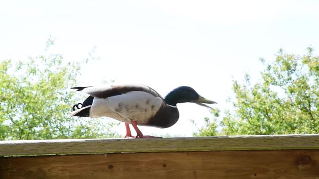 A mallard duck likes to stay on the fence. He knew that heis gonna be feeded by human.