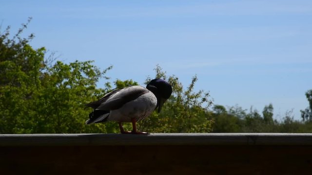 A mallard duck likes to stay on the fence. He knew that heis gonna be feeded by human.