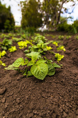 Healthy young potato plant in organic garden. Young potato plant growing on the soil. Potato bush in the garden.
