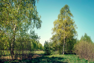 Birch trees on a sunny summer day.