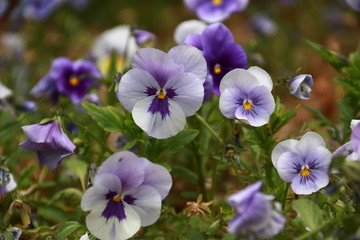 Violette Blumen