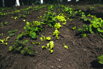 Young potato plant growing on the soil. Potato bush in the garden.
