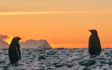 Lonely penguin at sunset, antarctic © Ivan