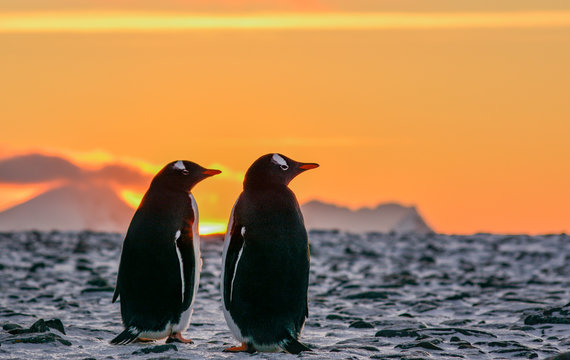 Couple of penguins at sunset, antarctica