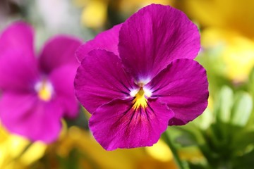 Hornveilchen blüht in violett