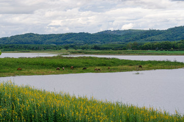landscape with lake and blue sky