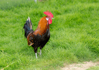 A colorful rooster in the meadow