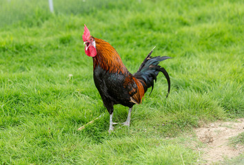 A colorful rooster in the meadow