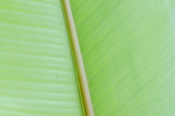 closeup of green leaf