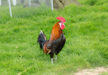 A colorful rooster in the meadow