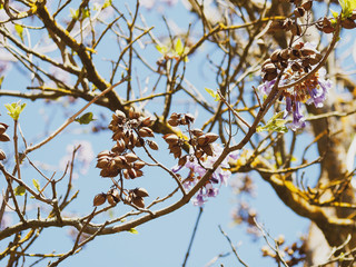 Capsules ovales et pointues, fruits du Polownia (Paulownia tomentosa) 