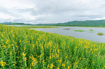 field of oilseed rape