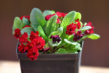 Beautiful flowering low grass from the family Primulaceae