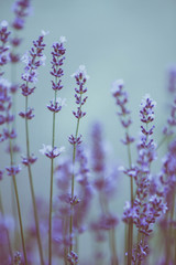 scene of beautiful lavender flowers field