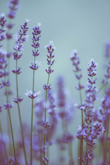 Obraz premium scene of beautiful lavender flowers field