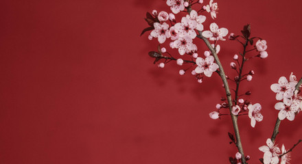 red plum tree branch against a red wall