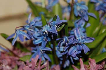 blue spring flowers on a green background