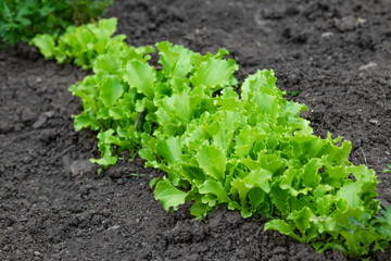 Bolted lettuce salads in a vegetable garden