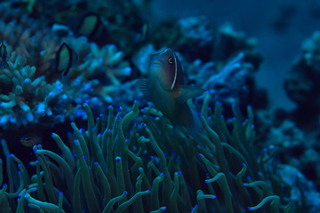 underwater world / blue sea wilderness, world ocean, amazing underwater