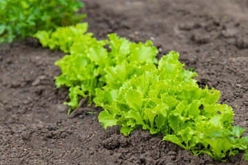 Rows of fresh lettuce plants in the countryside