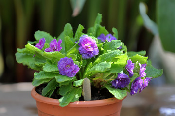 Beautiful flowering low grass from the family Primulaceae