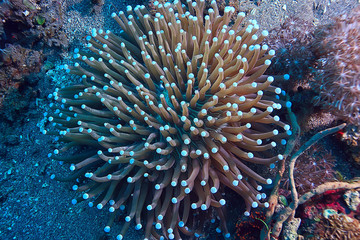 coral reef macro / texture, abstract marine ecosystem background on a coral reef