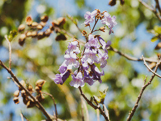 Le paulownia ou Arbre d'Anna paulowna (Paulownia tomentosa) aux magnifiques fleurs violettes printanières 