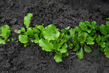 Rows of fresh lettuce plants in the countryside