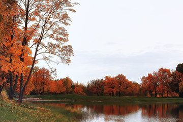 autumn landscape / yellow trees in autumn park, bright orange forest
