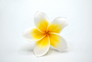 Champa, yellow flower isolated