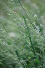 dew on the grass