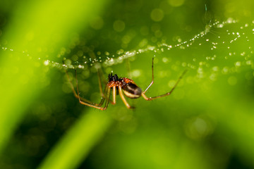 Little spider on a web with water drops on a green background