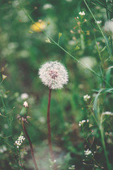 dandelion in the grass
