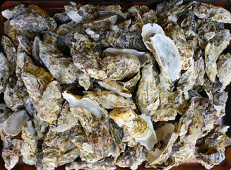 Crate of fresh oysters in bulk in Miyajima, Japan