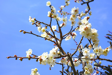 White flowers of the Japanese apricot prunus ume tree