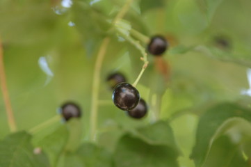 berries on a branch