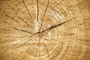 Fototapeta premium Wooden surface of cut tree. Section of the trunk with annual rings. Ring texture pattern and cracks