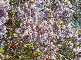 Le paulownia ou Arbre d'Anna paulowna (Paulownia tomentosa) aux magnifiques fleurs violettes printanières 