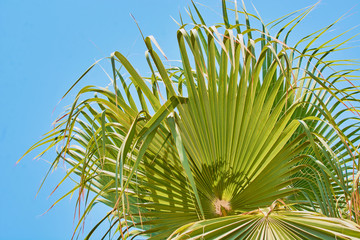 Tropical palm tree with long leaves against blue sky.