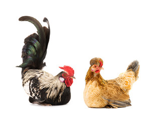 sitting rooster and brown chicken isolated