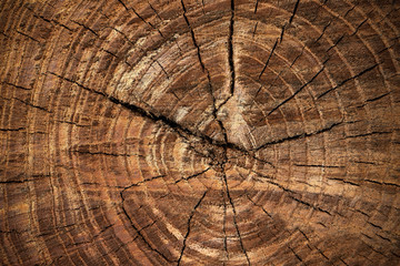 Naklejka premium Wooden surface of cut tree. Section of the trunk with annual rings. Ring texture pattern and cracks