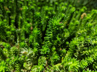 Sedum sexangulare, also known as tasteless stonecrop, is a species of succulent perennial and evergreen plant of the genus Sedum.