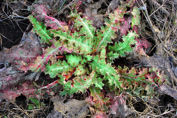 Silybum marianum (cardus marianus, milk thistle, blessed milkthistle, Marian thistle, Mary thistle or Scotch thistle) green new spring leaves with sharp needles, natural organic background texture